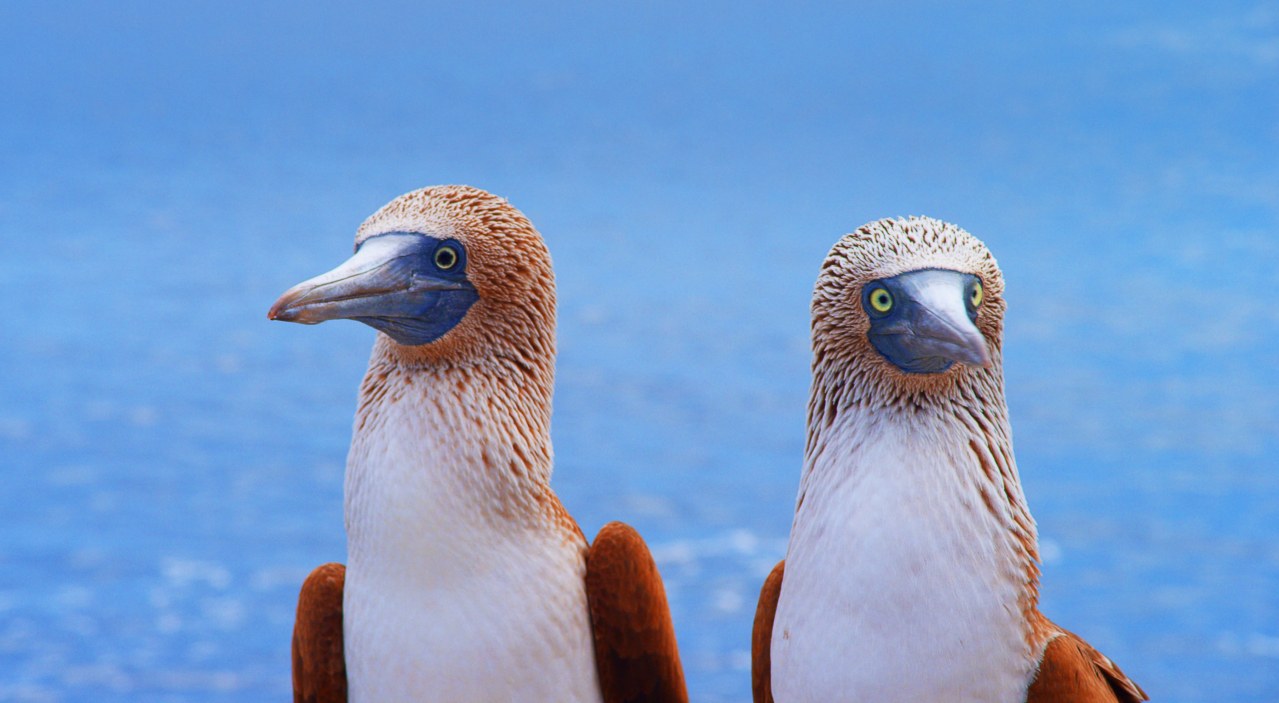 Galapagos 3D : Nature's Wonderland - Bild 3