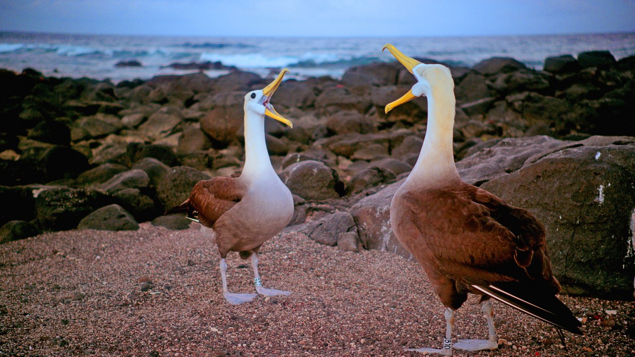Galapagos 3D : Nature's Wonderland - Bild 4