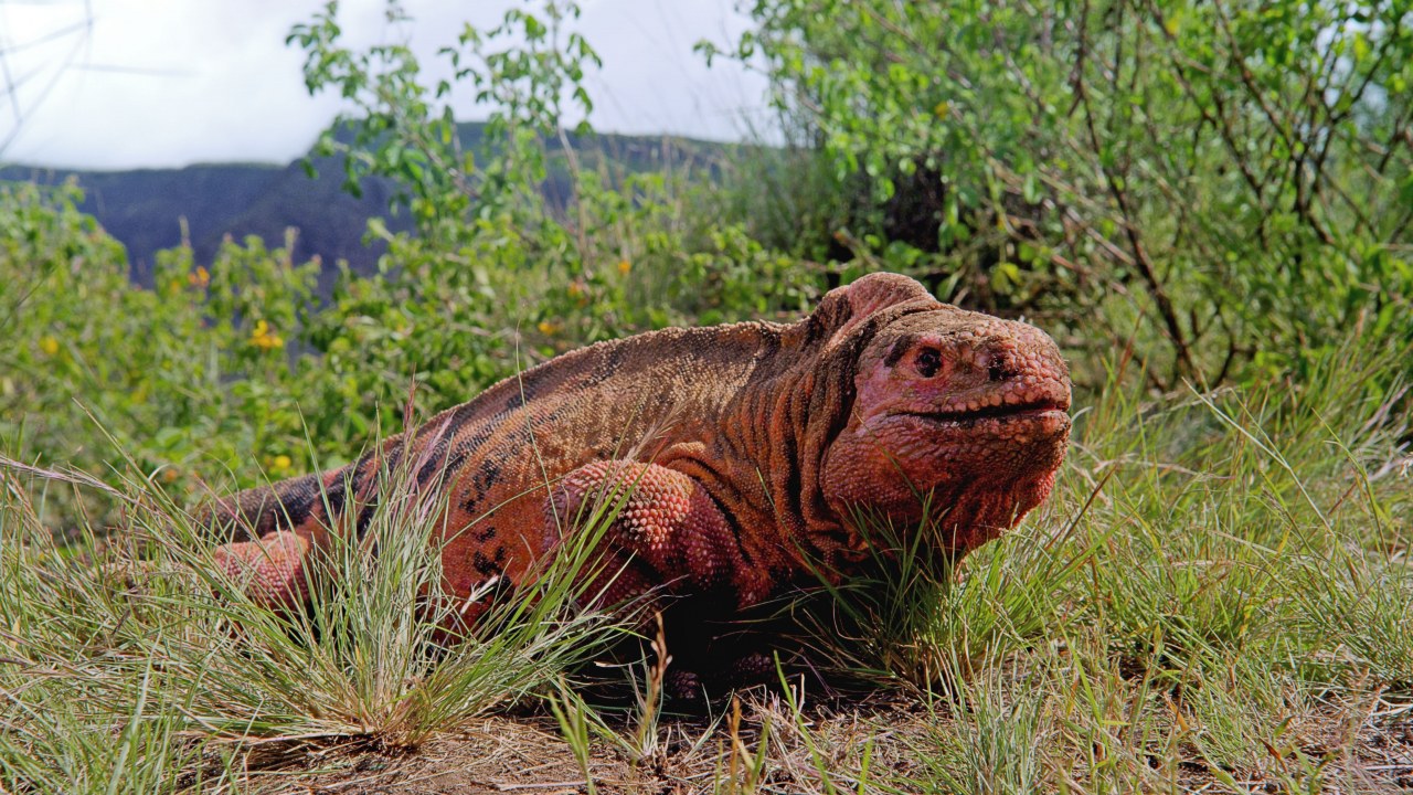 Galapagos 3D : Nature's Wonderland - Bild 5