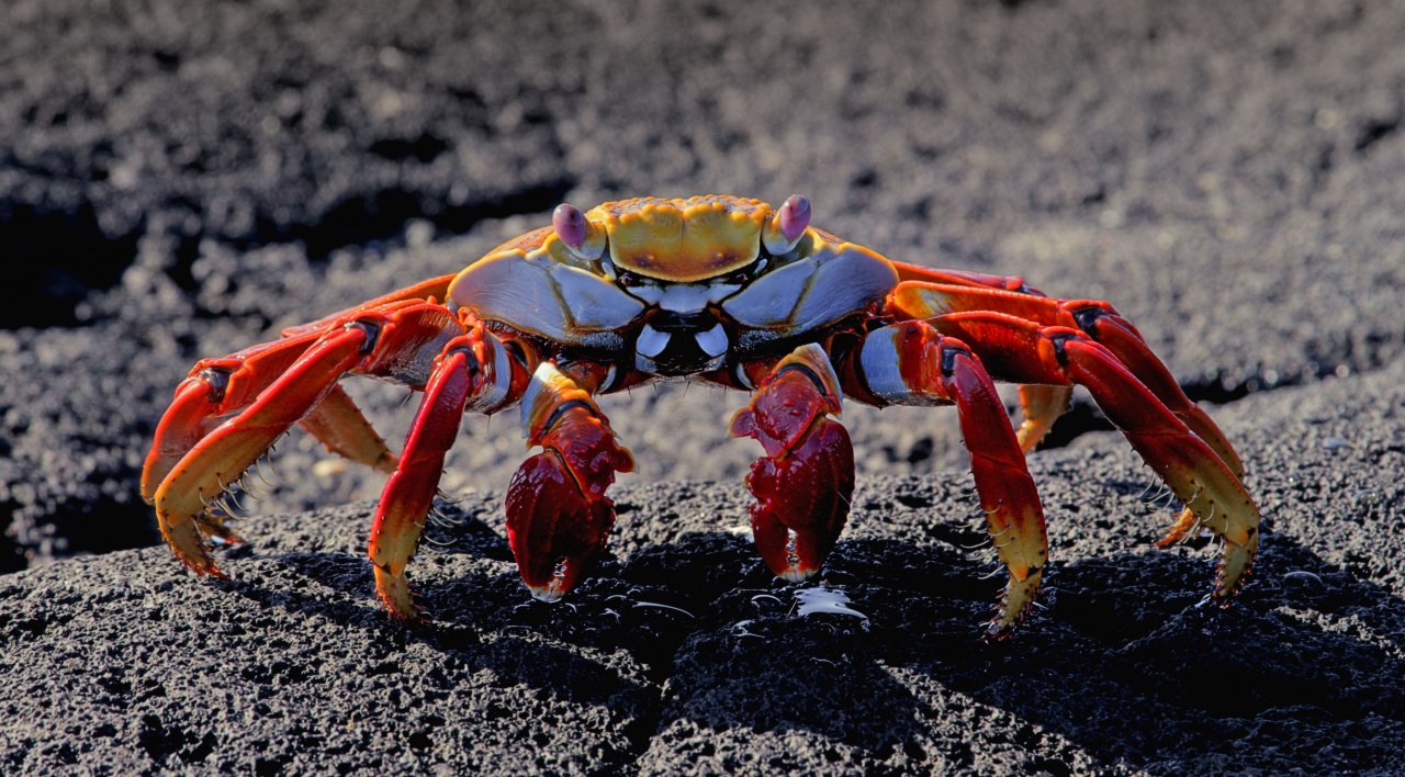 Galapagos 3D : Nature's Wonderland - Bild 6