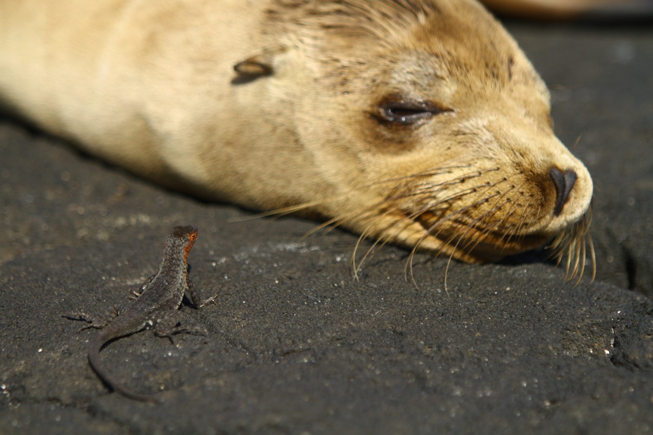 Galapagos 3D : Nature's Wonderland - Bild 7