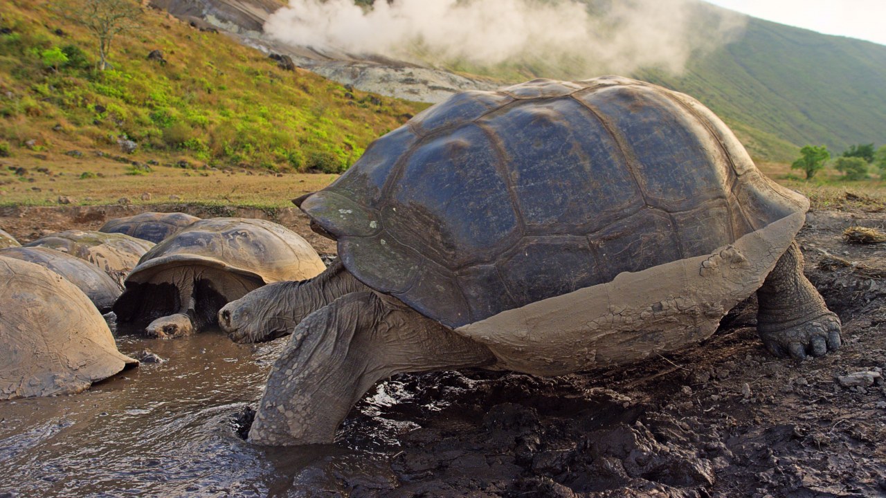Galapagos 3D : Nature's Wonderland - Bild 8