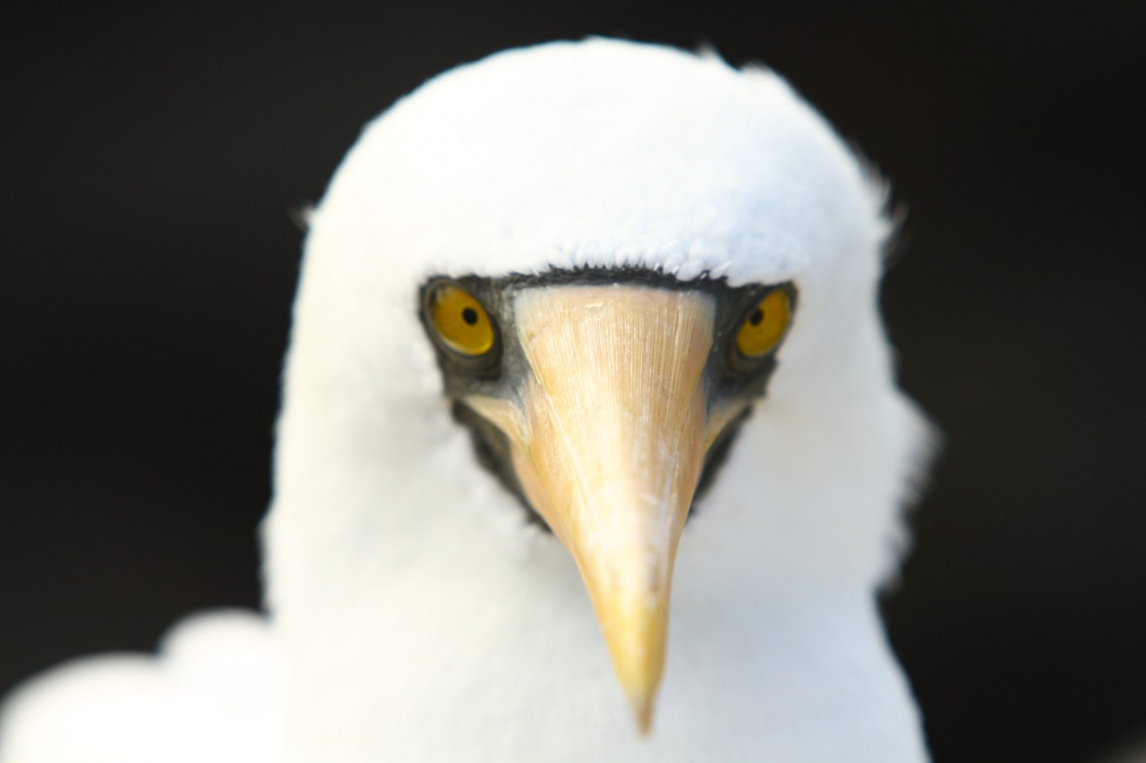 Galapagos 3D : Nature's Wonderland - Bild 11
