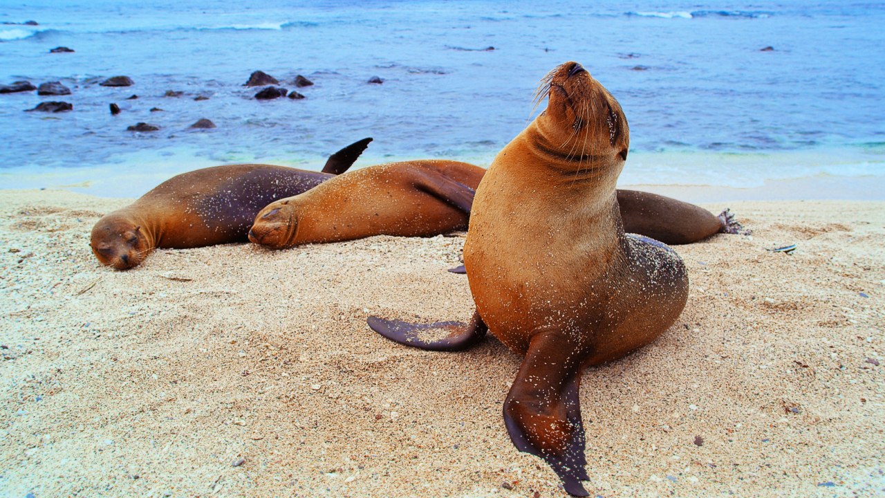 Galapagos 3D : Nature's Wonderland - Bild 13