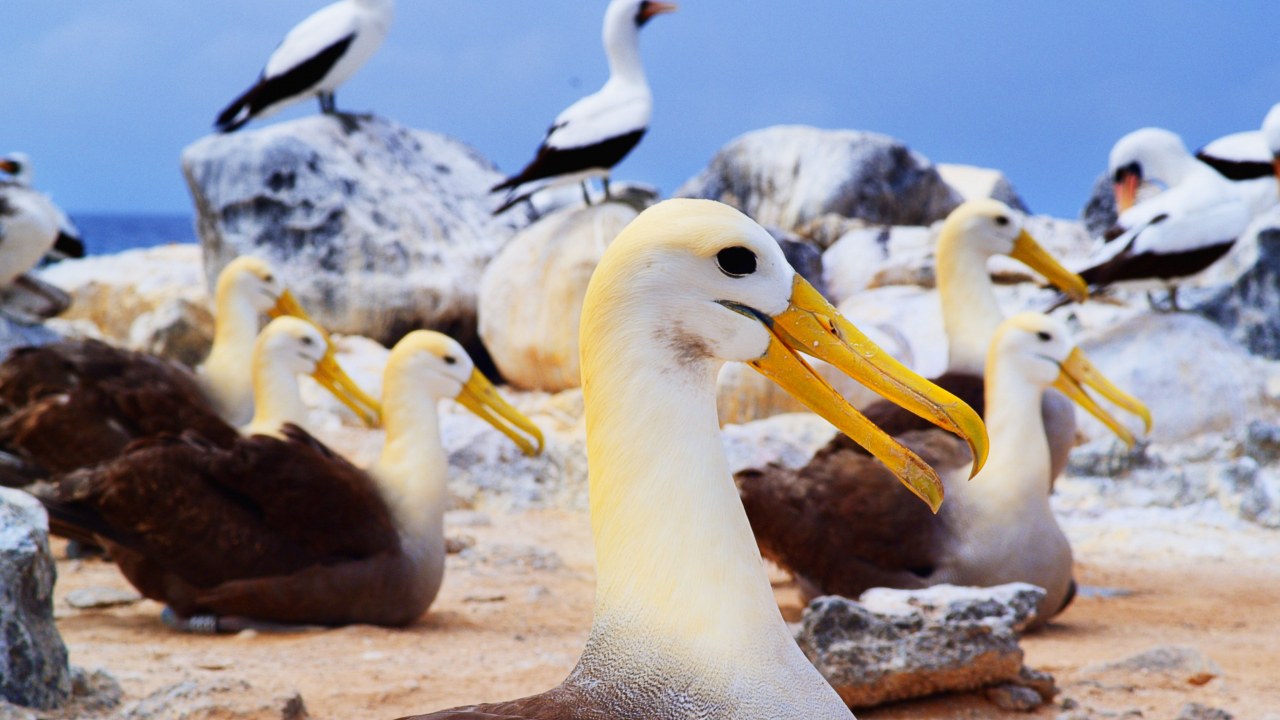 Galapagos 3D : Nature's Wonderland - Bild 14