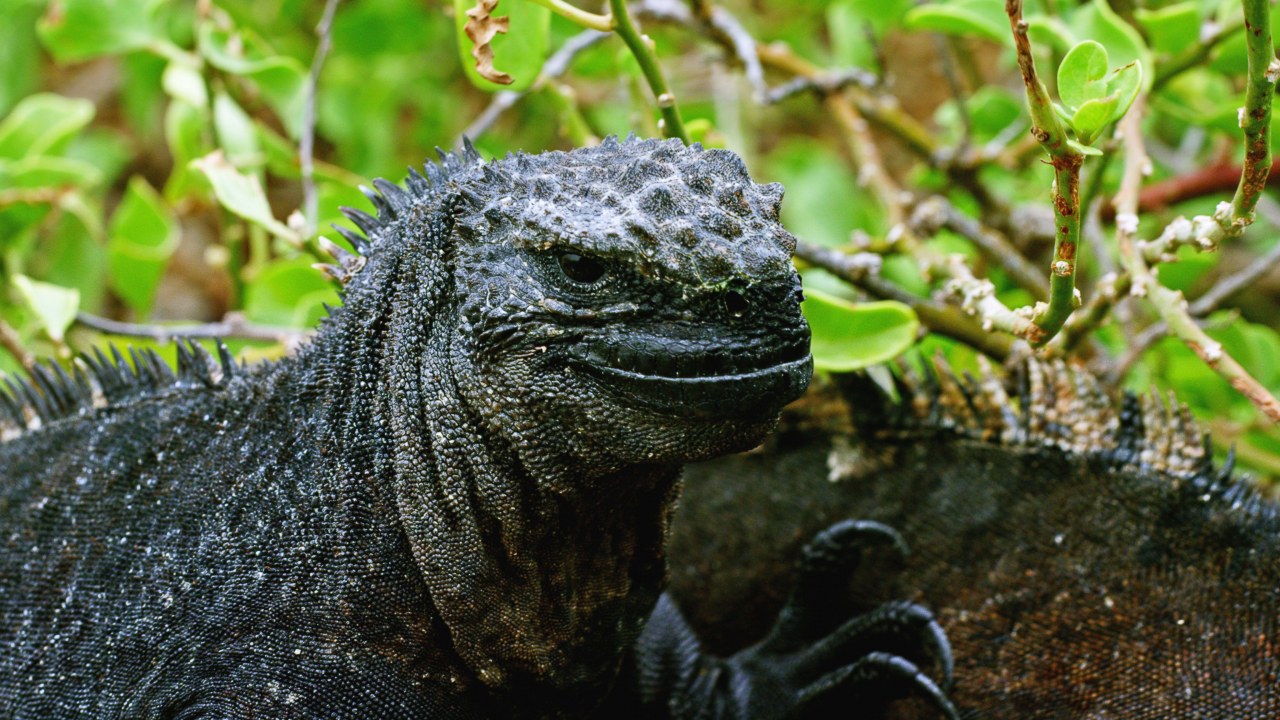 Galapagos 3D : Nature's Wonderland - Bild 15