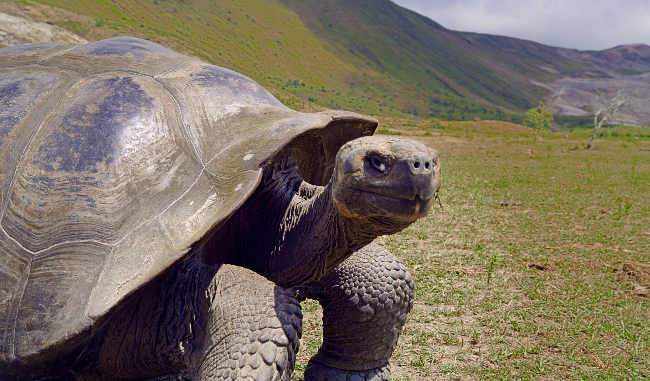 Galapagos 3D : Nature's Wonderland - Bild 16