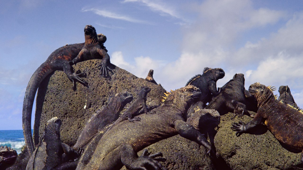 Galapagos 3D : Nature's Wonderland - Bild 18