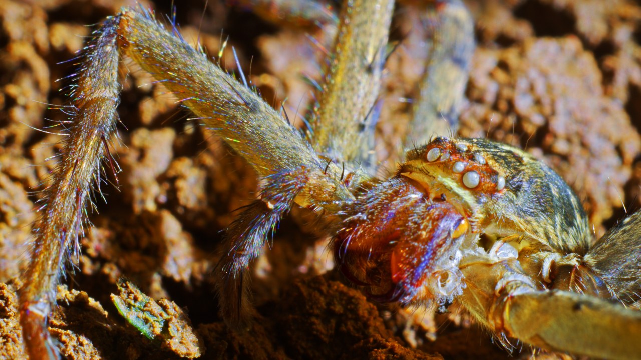 Galapagos 3D : Nature's Wonderland - Bild 17