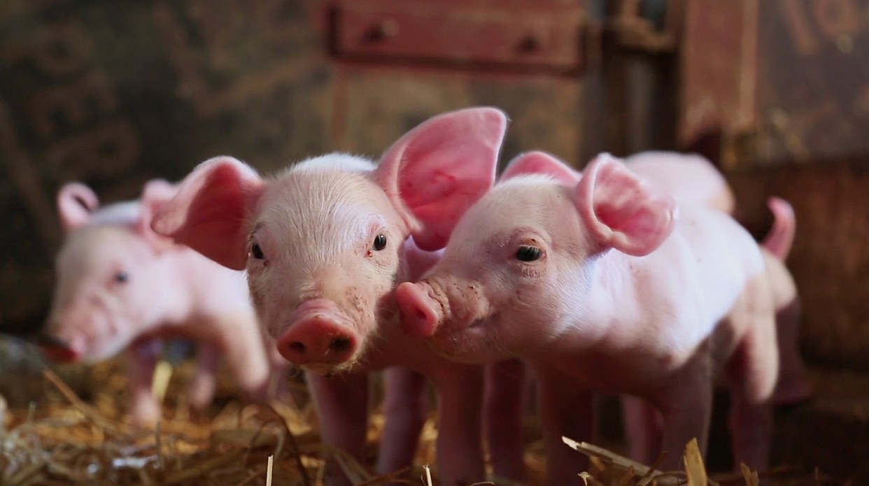 Hope For All - Bild 2