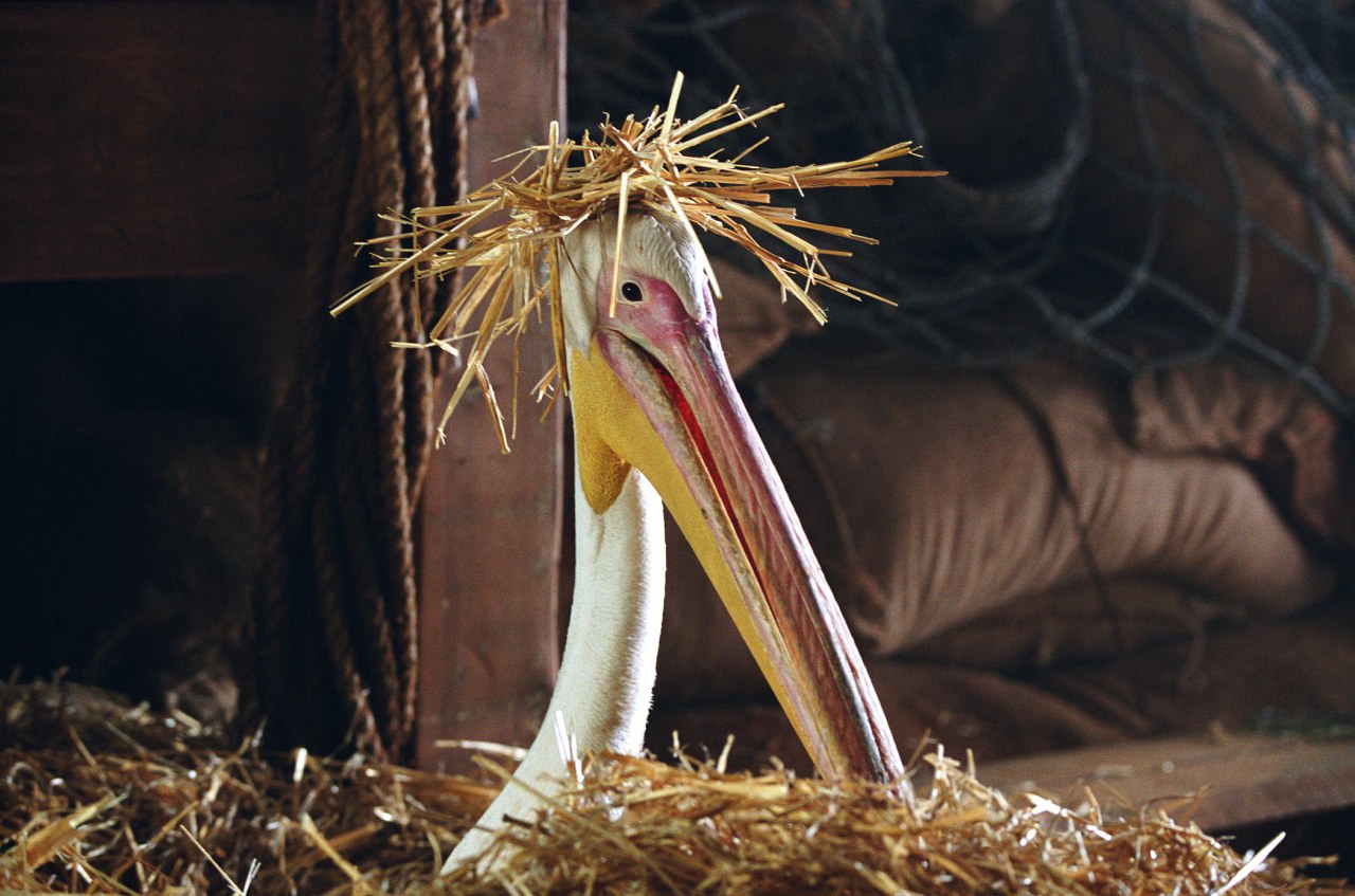 Stripes Im Rennstall Ist Das Zebra Los Ganzer Film Deutsch Im Rennstall ist das Zebra los! | Cinestar