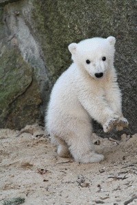 Knut und seine Freunde - Bild 2