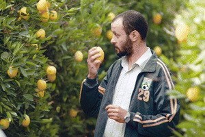 Lemon Tree - Bild 1