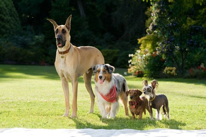 Marmaduke - Bild 4