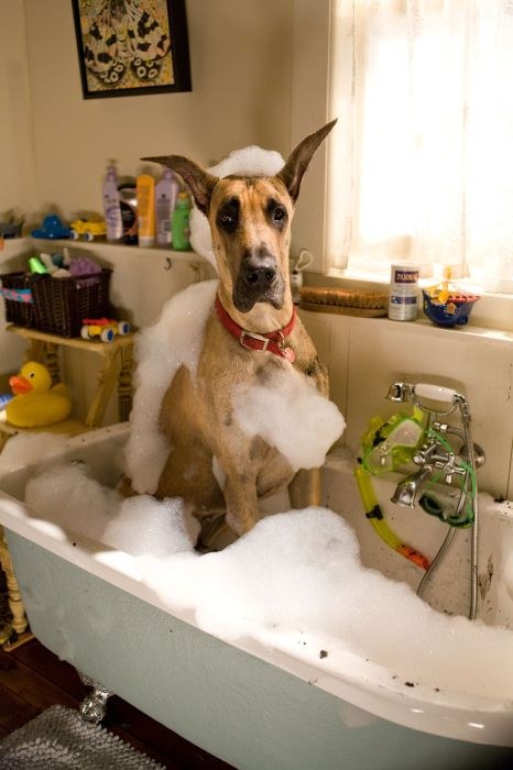 Marmaduke - Bild 3