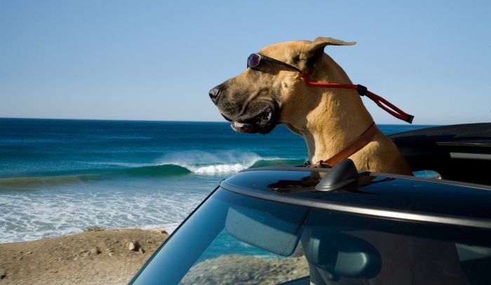 Marmaduke - Bild 2