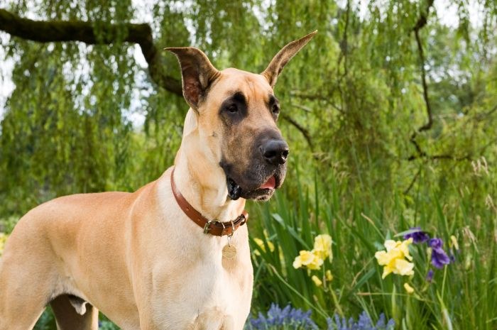 Marmaduke - Bild 1