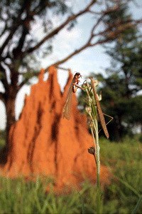 Micropolis - Titanen der Insektenwelt - Bild 2