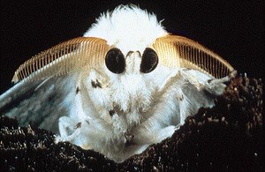 Mikrokosmos - Bild 1