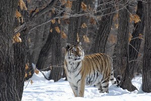 Russland - Im Reich der Tiger, Bären und Vulkane - Bild 1