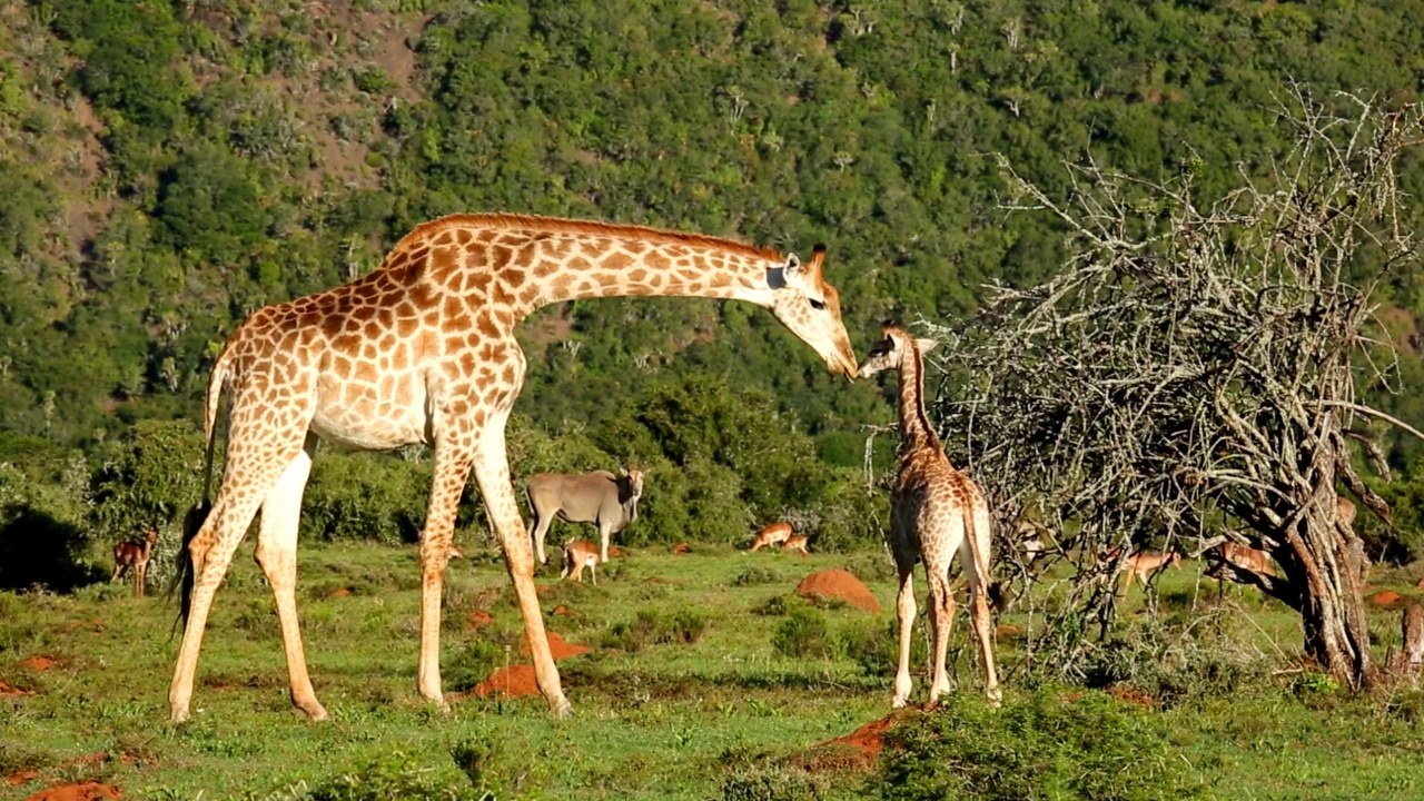 Südafrika - Der Kinofilm - Bild 1