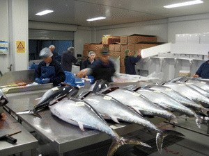 Sushi: The Global Catch - Bild 2
