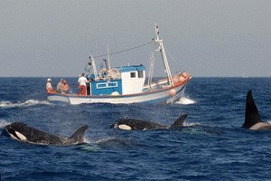 The Last Giants - Wenn das Meer stirbt - Bild 1