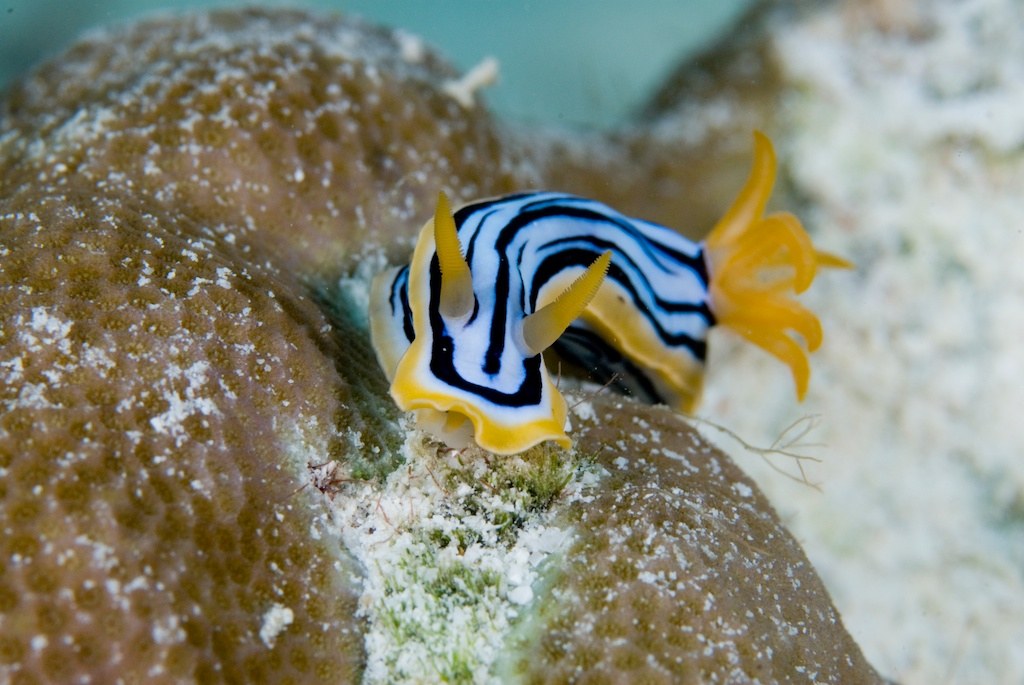 The Last Reef 3D - Bild 13
