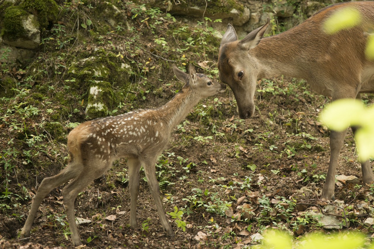 Unsere Wildnis - Bild 3