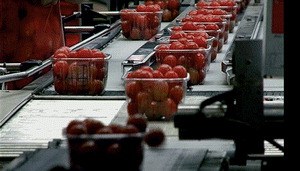 We Feed the World - Essen global - Bild 2