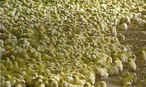 We Feed the World - Essen global - Bild 1