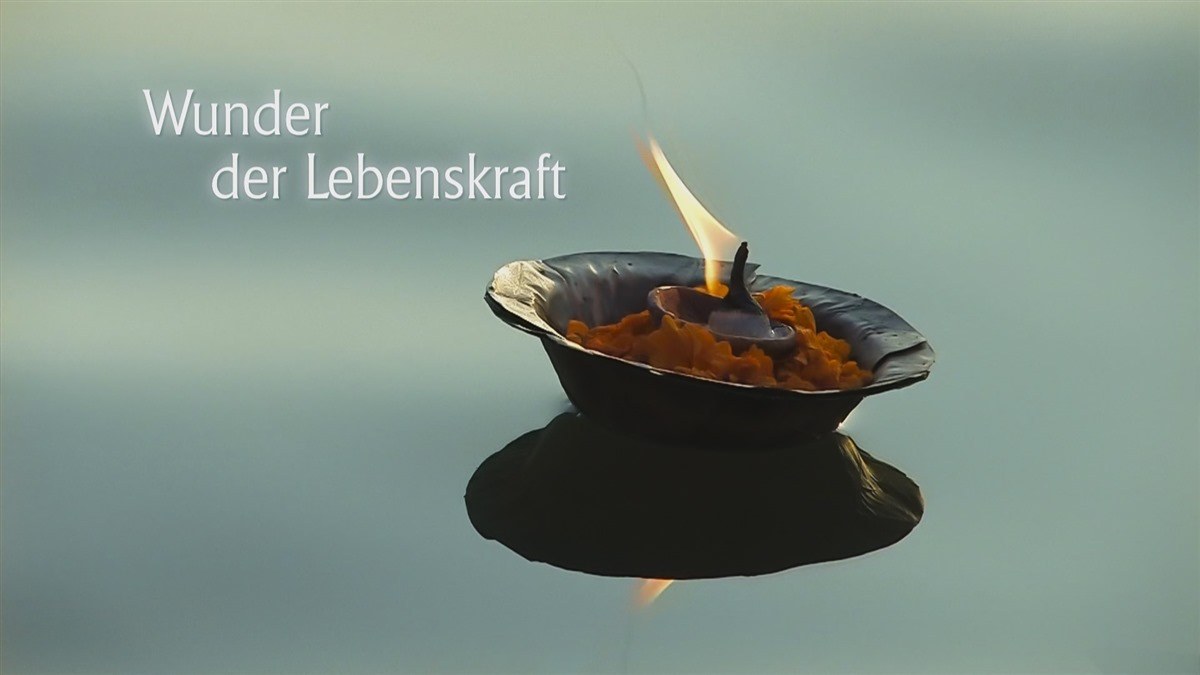 Wunder der Lebenskraft - Bild 9