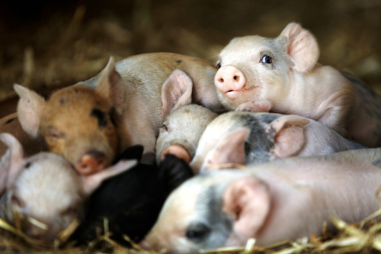 Unsere große kleine Farm - Bild 3