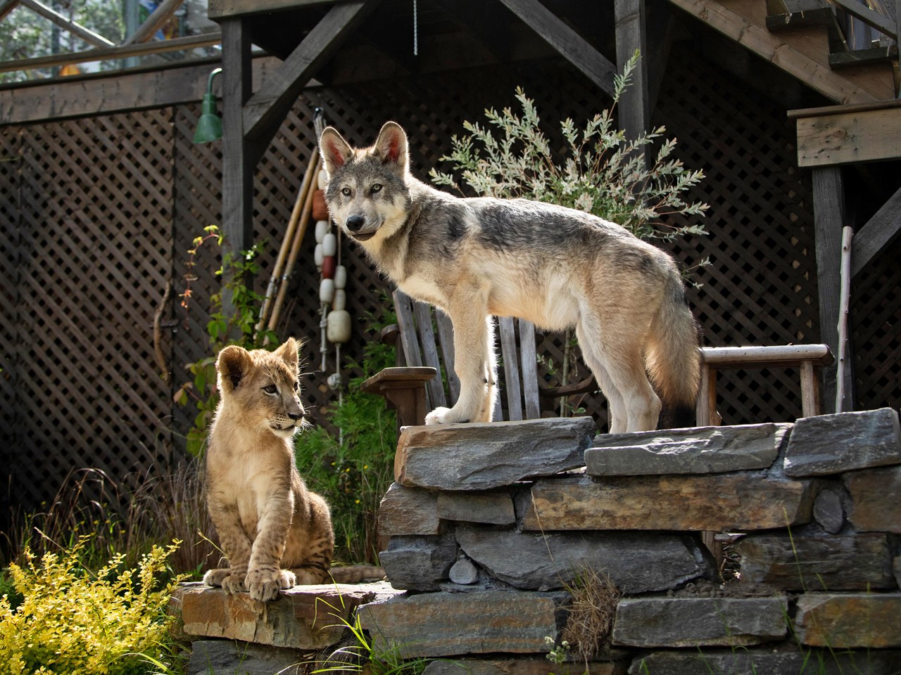 Der Wolf und der Löwe - Bild 6