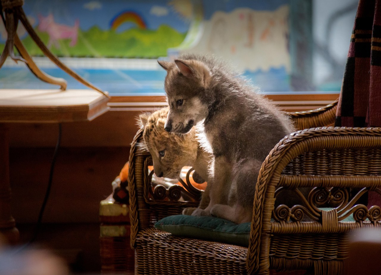 Der Wolf und der Löwe - Bild 7