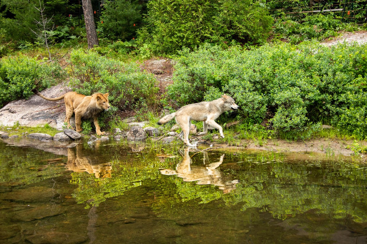 Der Wolf und der Löwe - Bild 9
