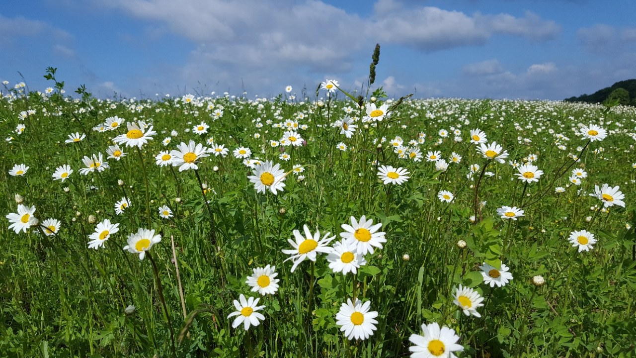 Die Wiese - Ein Paradies nebenan - Bild 11