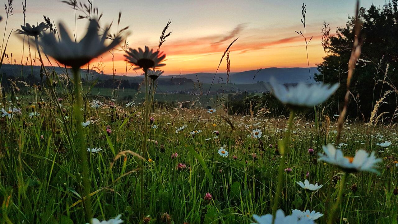 Die Wiese - Ein Paradies nebenan - Bild 7