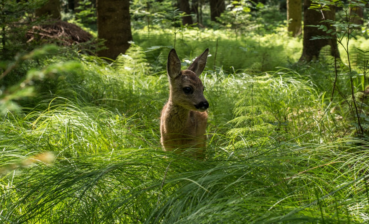 Die Wiese - Ein Paradies nebenan - Bild 5